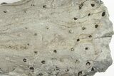 6.2" Fossil Lycopod Tree Root (Stigmaria) - Kentucky - #201695-1